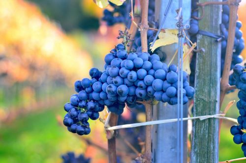 grapes blue viticulture