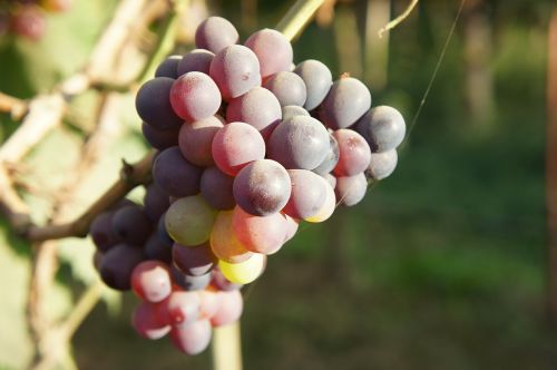 grapes plants fruit