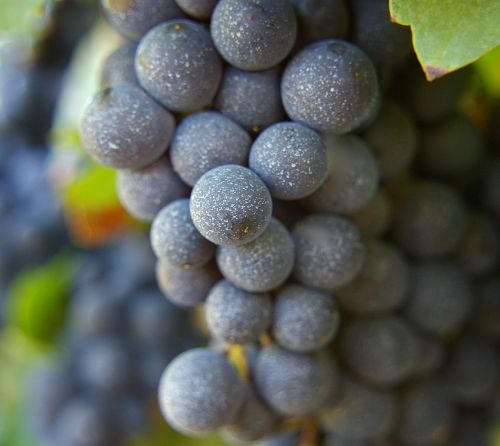 grapes wine fruit