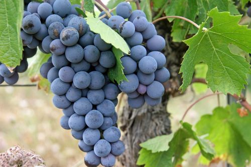 grapes black fruit