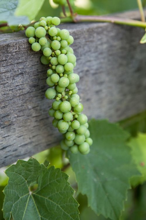 grapes vine wine