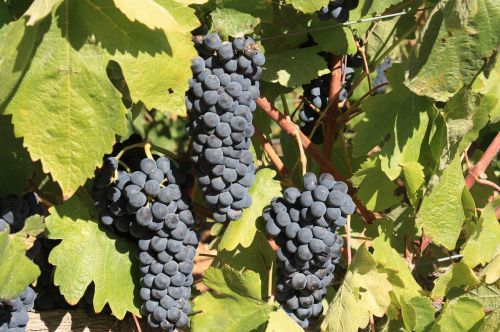 grapes vineyard vintage