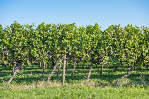 grapes vintage vineyard
