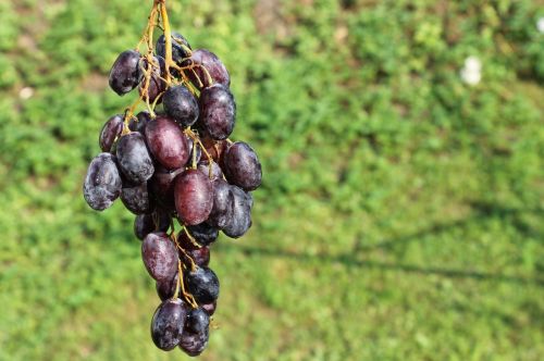grapes fruit summer