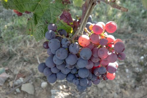 grapes vines wine