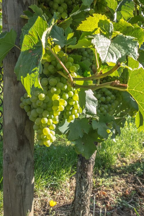 grapes vines wine