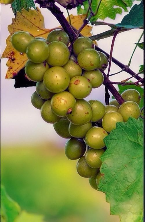 grapes scupernongs green