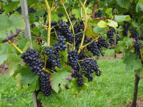 grapes berries wine berries