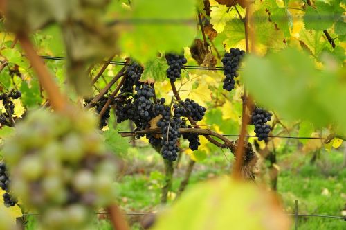 grapes vineyard fruit