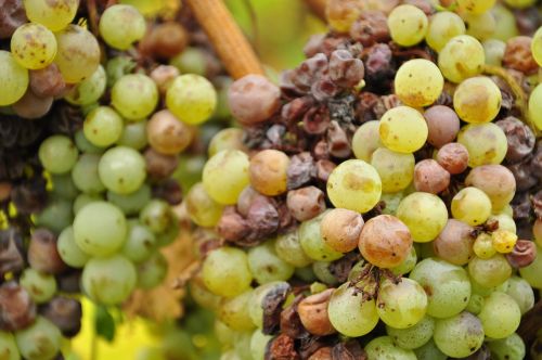 grapes green winegrowing