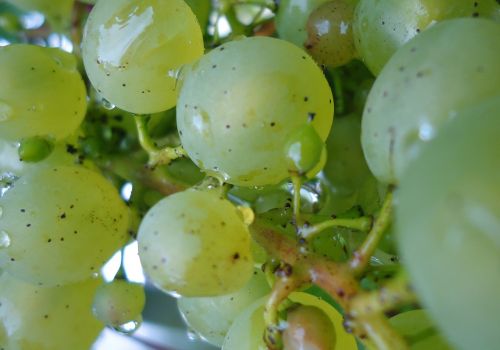 grapes fruit white