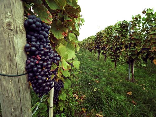 grapes vine germany
