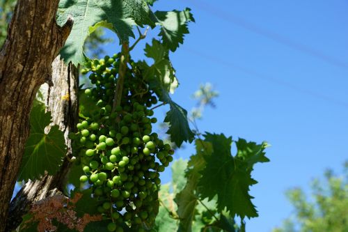 grapes wine tree