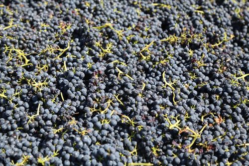 grapes vineyard harvest