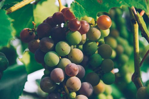 grapes fruits vines