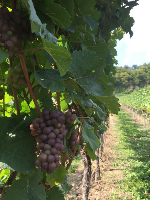 grapes wine wines