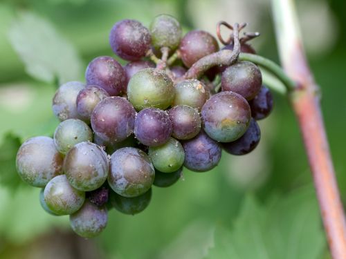 grapes fruit red