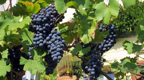 grapes blue wine
