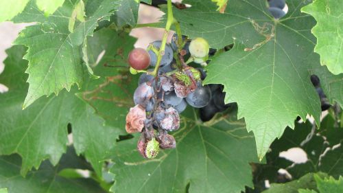 grapes plant crop failure