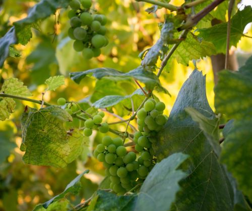 grapes fruit vine