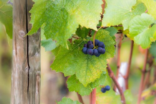 grapes vine pinot noir