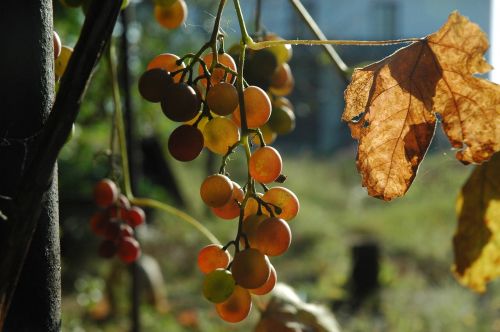 grapes autumn fruit