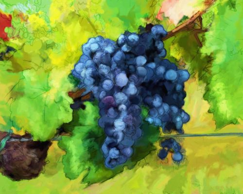 grapes watercolor design