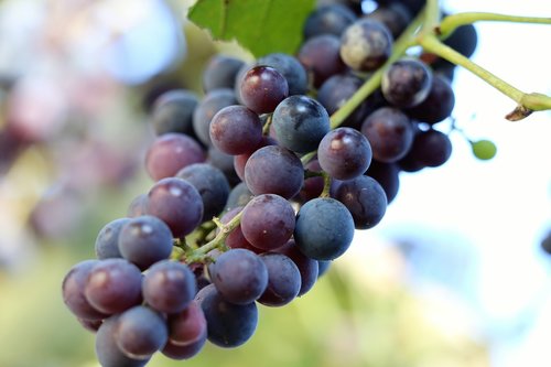 grapes isabella  black  healthy