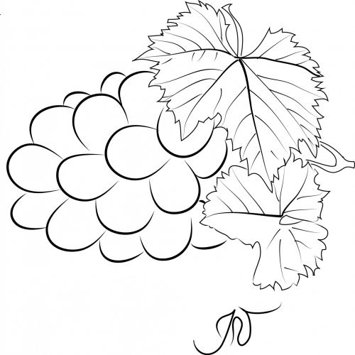 Grapes (line Work)