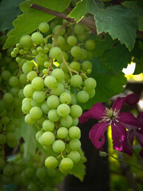 grapevine grapes table grapes