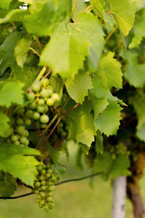 grapevine grapes vine