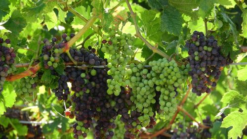 grapevine viticulture wine
