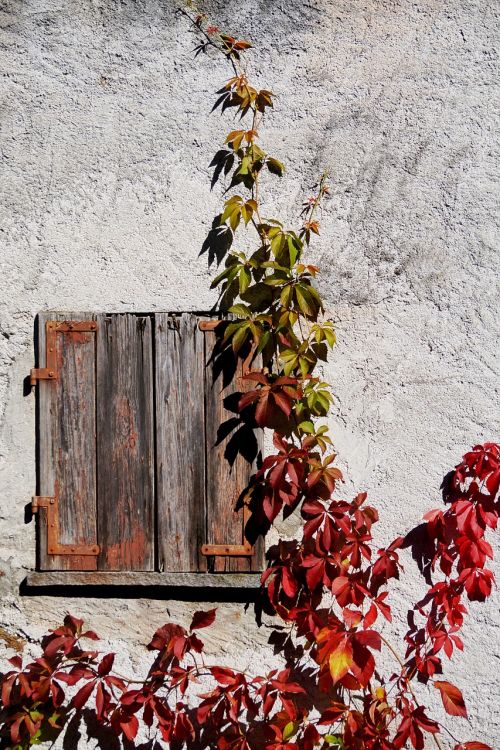 grapevine wine partner autumn