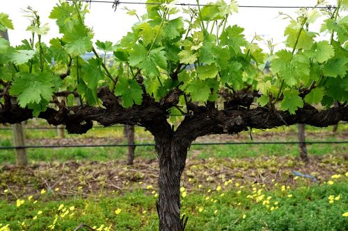 grapevine vineyard blossom