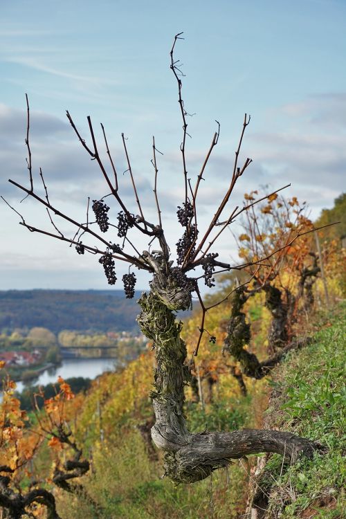 grapevine vineyard landscape