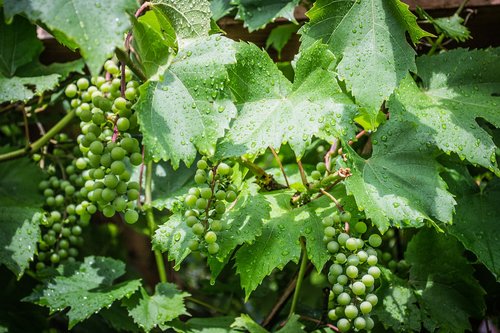 grapevine  green  the grapes