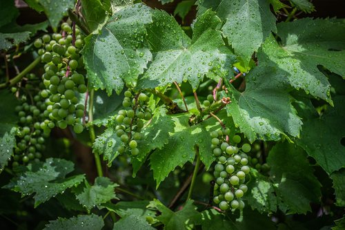 grapevine  drops  the grapes