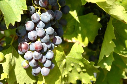 grapevine  wine  grape