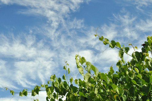 grapevine  sky  clouds
