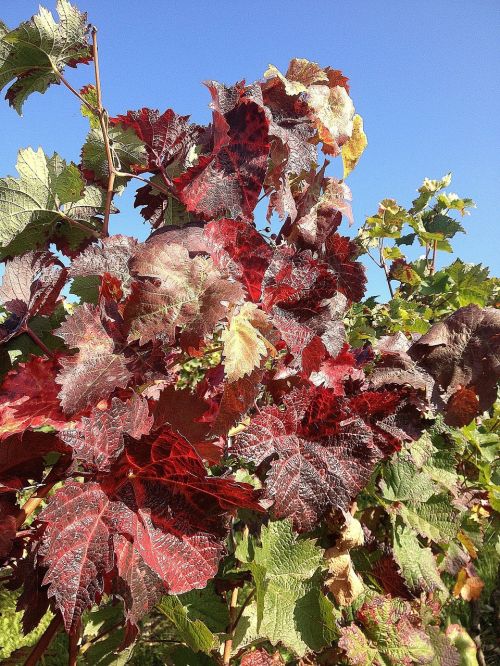 grapevine autumn vineyard