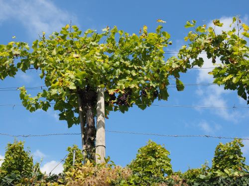grapevine grapes winegrowing