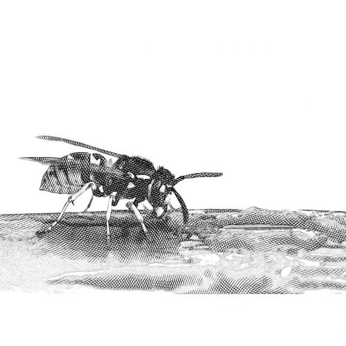 graphic engraving wasp