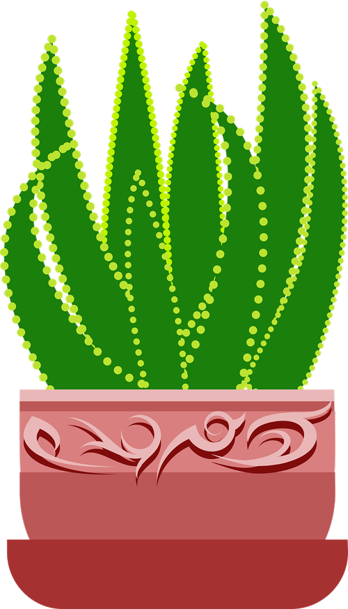 graphic  aloe  plant