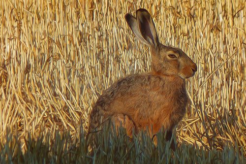 graphic  photo painting  hare