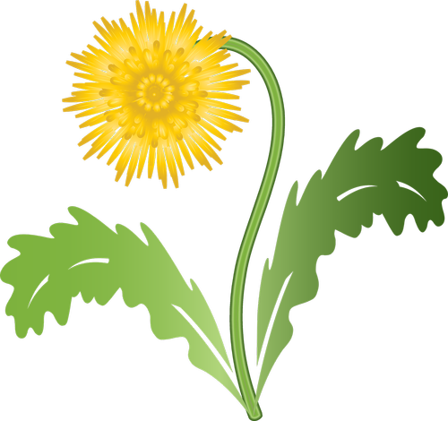 graphic  dandelion  flower