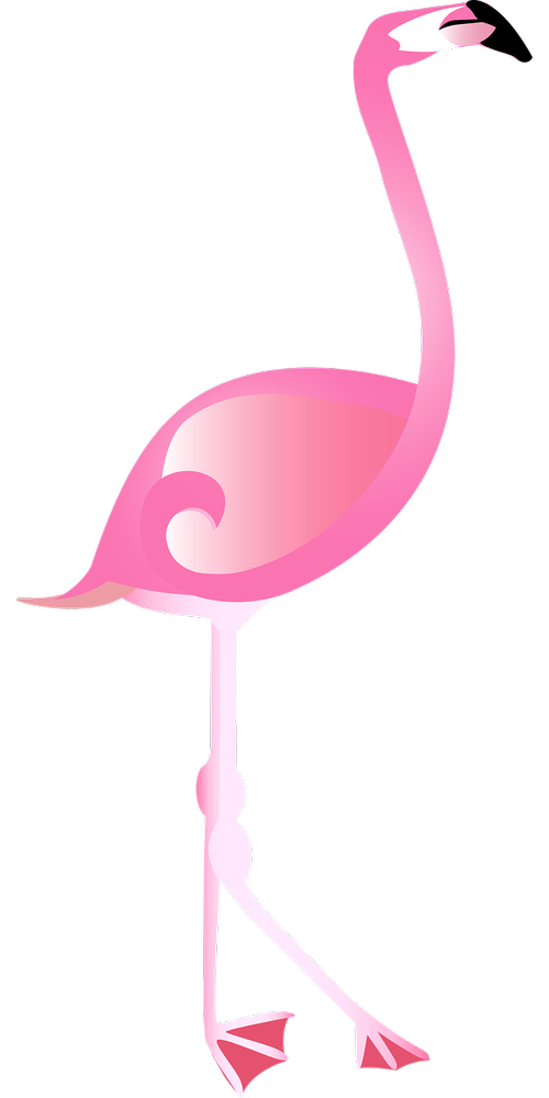 graphic  flamingo  pink
