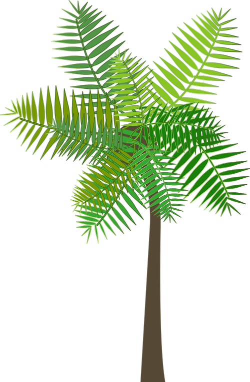graphic  palm tree  palm