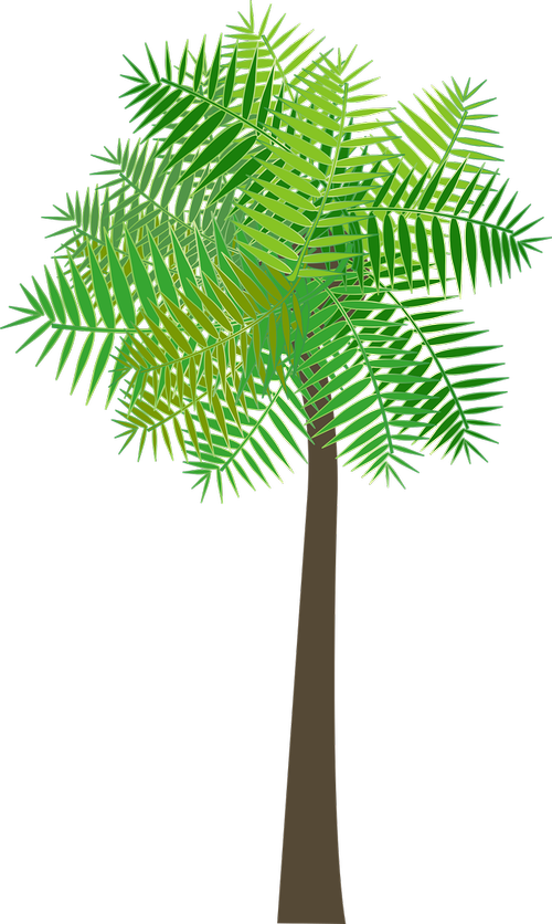 graphic  palm tree  palm
