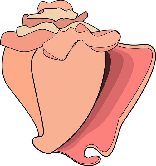 graphic  conch  conch shell