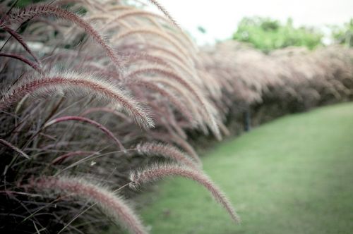 gras plant green